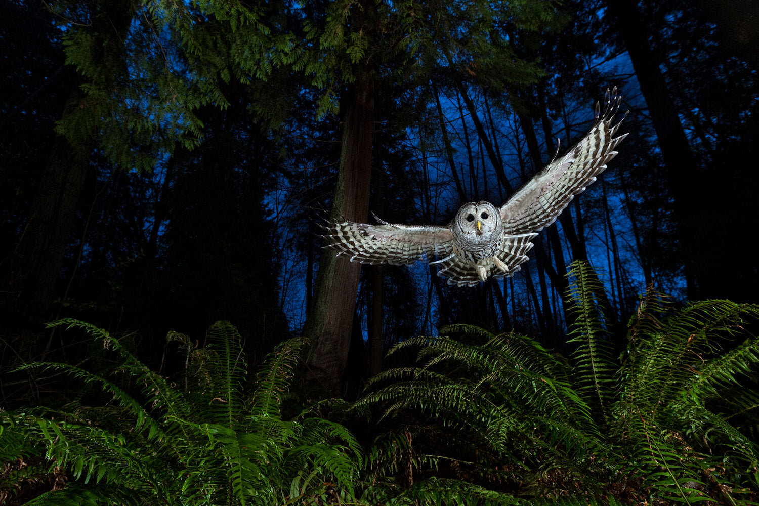 The Flight Path photo of a barred owl in flight by professional nature photographer Connor Stefanison who won the Eric Hosing Portfolio Award