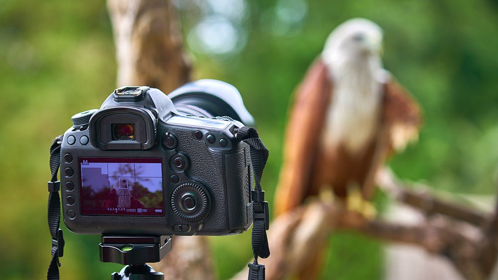Best Way to Carry Your Camera for Birding - Cotton Camera Carrying Systems