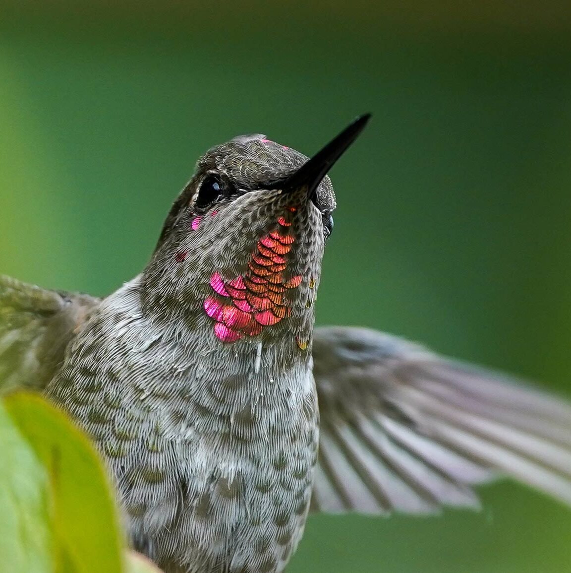 BLOG REPOST: Help us secure KELÁ_EKE Kingfisher Forest on S,DÁYES (Pender Island) - Cotton Camera Carrying Systems