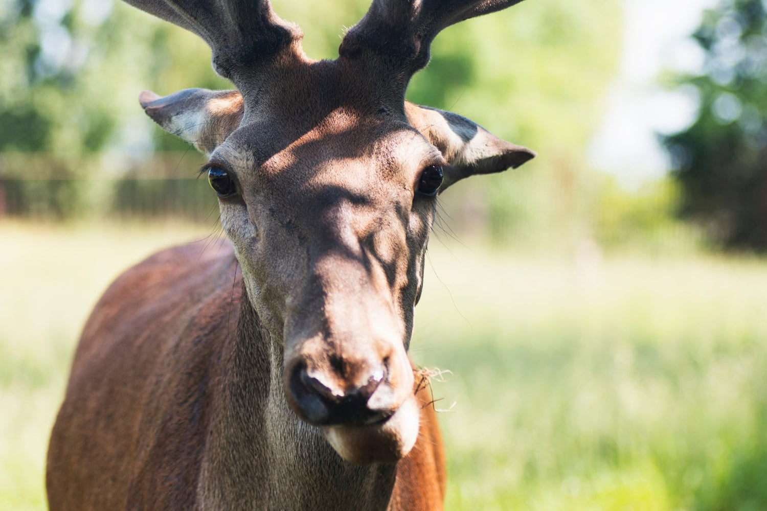 Capturing The Wild: A Guide to Close-Up Animal Photography - Cotton Camera Carrying Systems