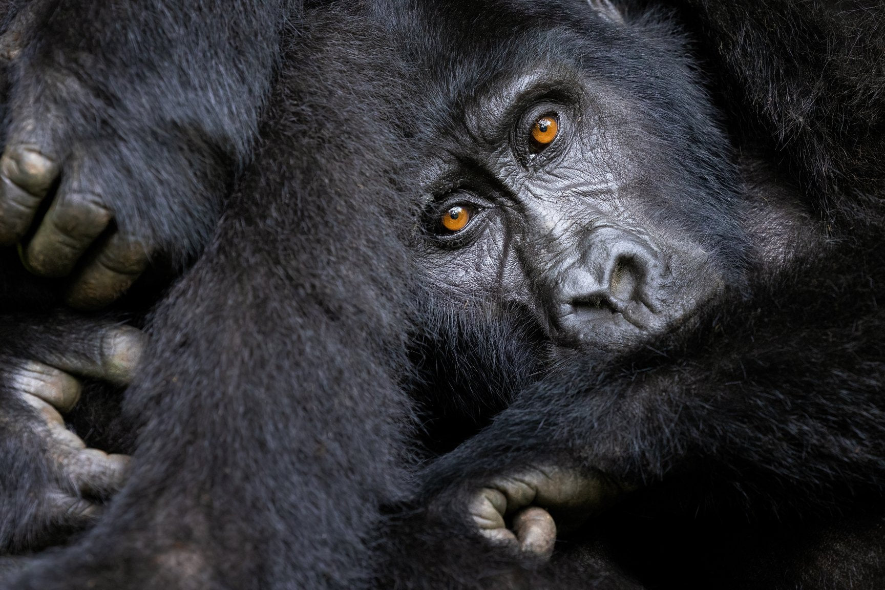 Celebrating World Wildlife Day - Cotton Camera Carrying Systems