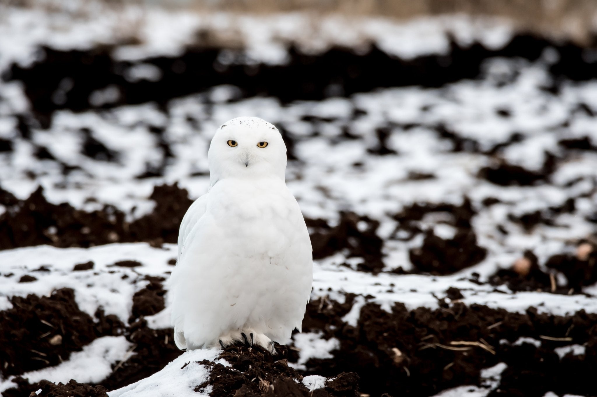 Interview with a Photographer featuring Emily Fikkert - Cotton Camera Carrying Systems