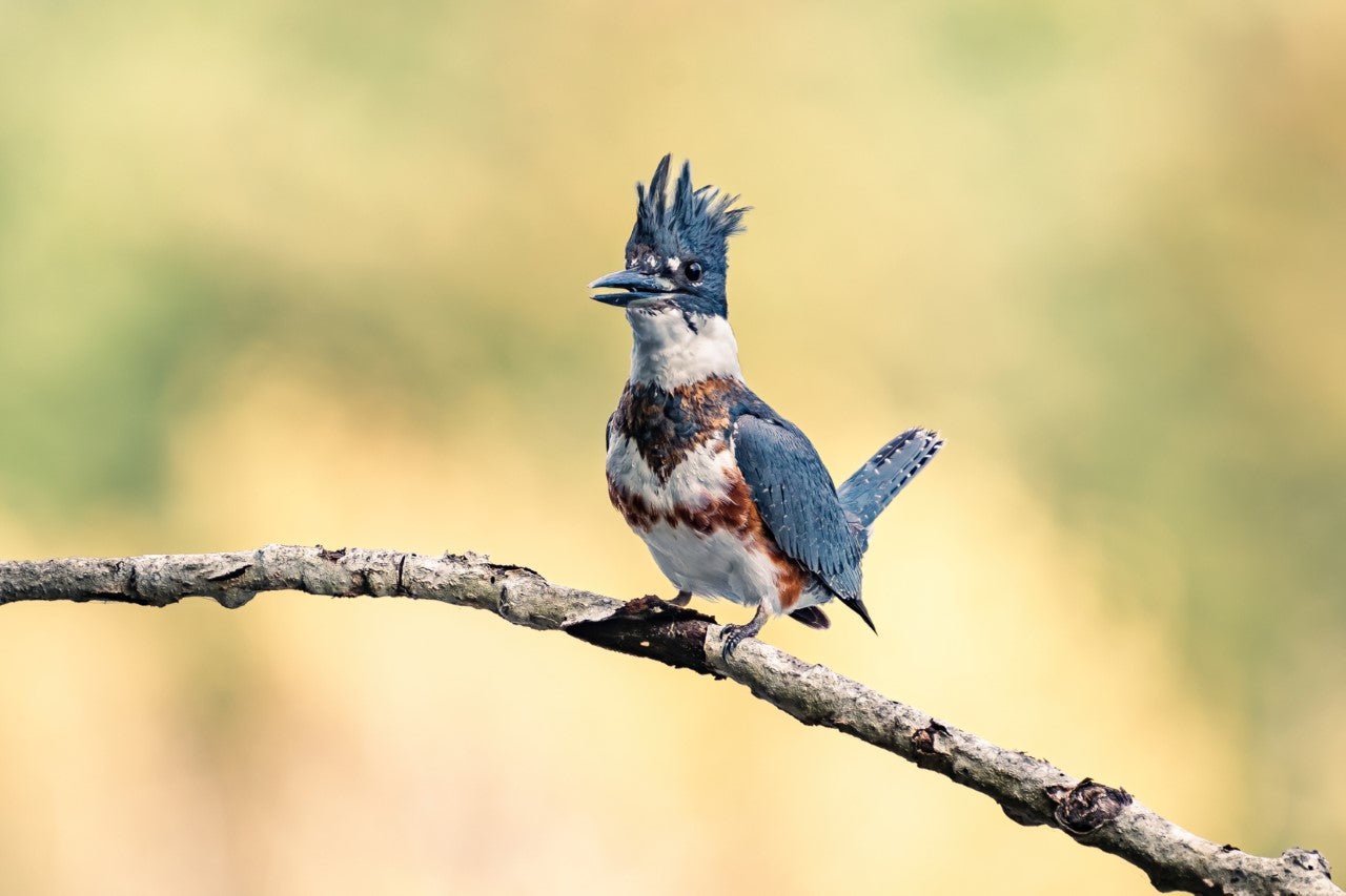 Interview with a Photographer Featuring Oliver Tweedie - Cotton Camera Carrying Systems