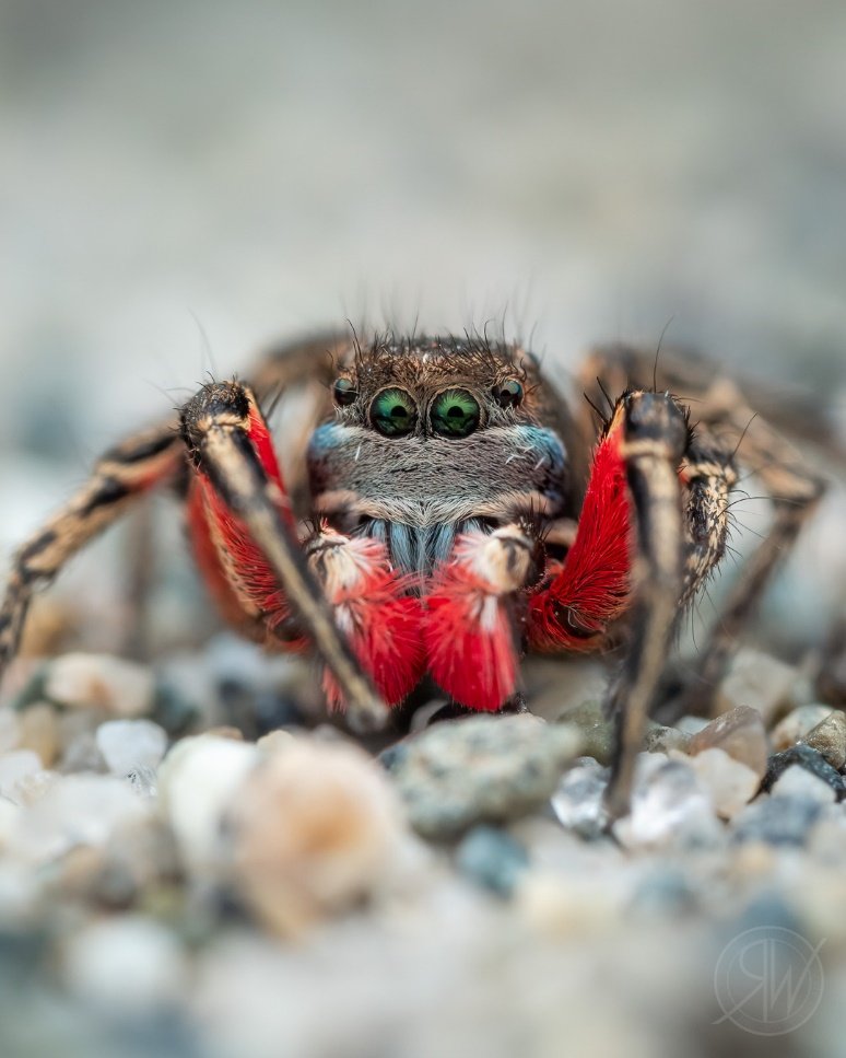Interview with a photographer featuring: Rory Wills - Cotton Camera Carrying Systems