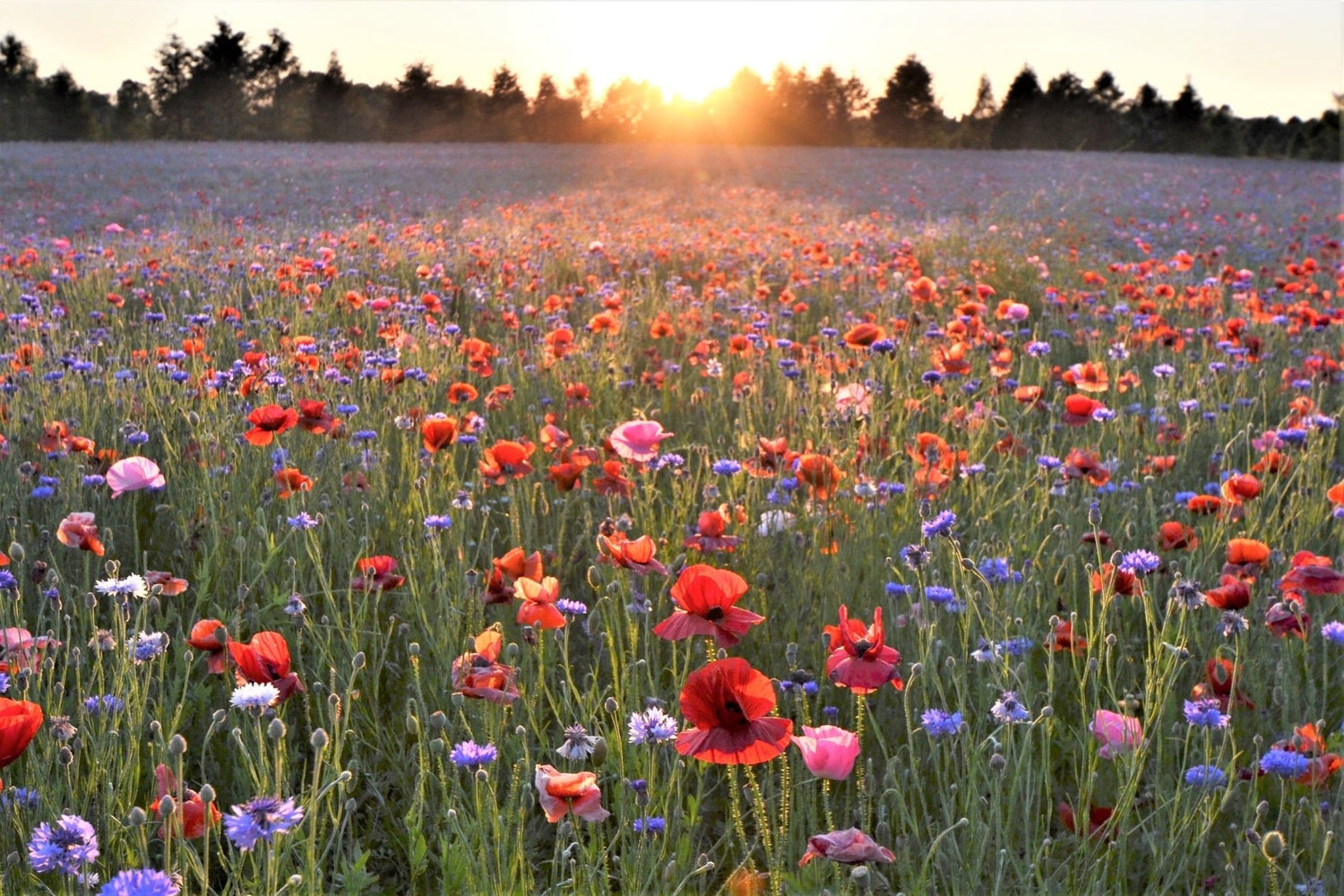 Photographing Flower Fields: 7 Tips for Stunning Landscapes - Cotton Camera Carrying Systems