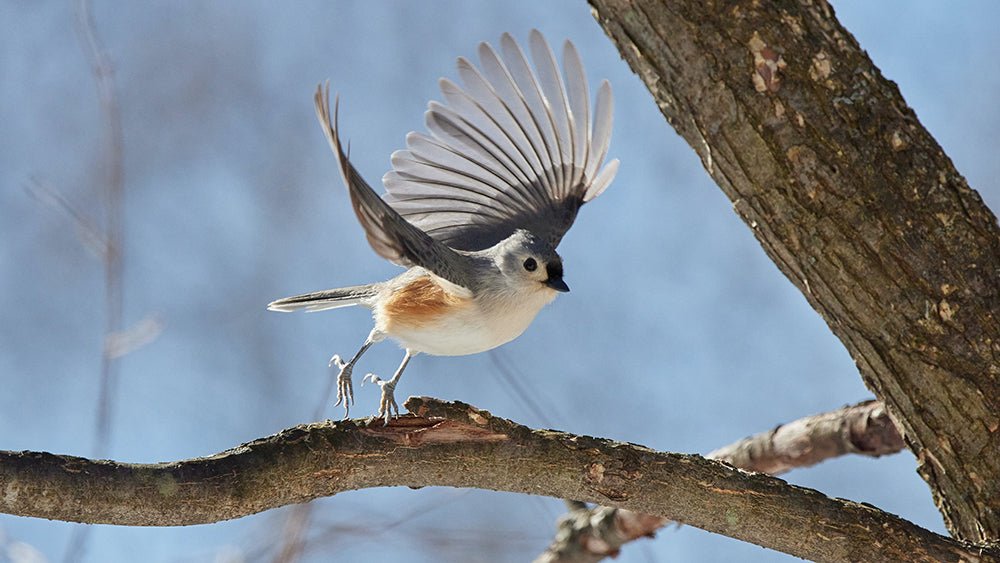 What is the Best Birding Photography Set Up? - Cotton Camera Carrying Systems