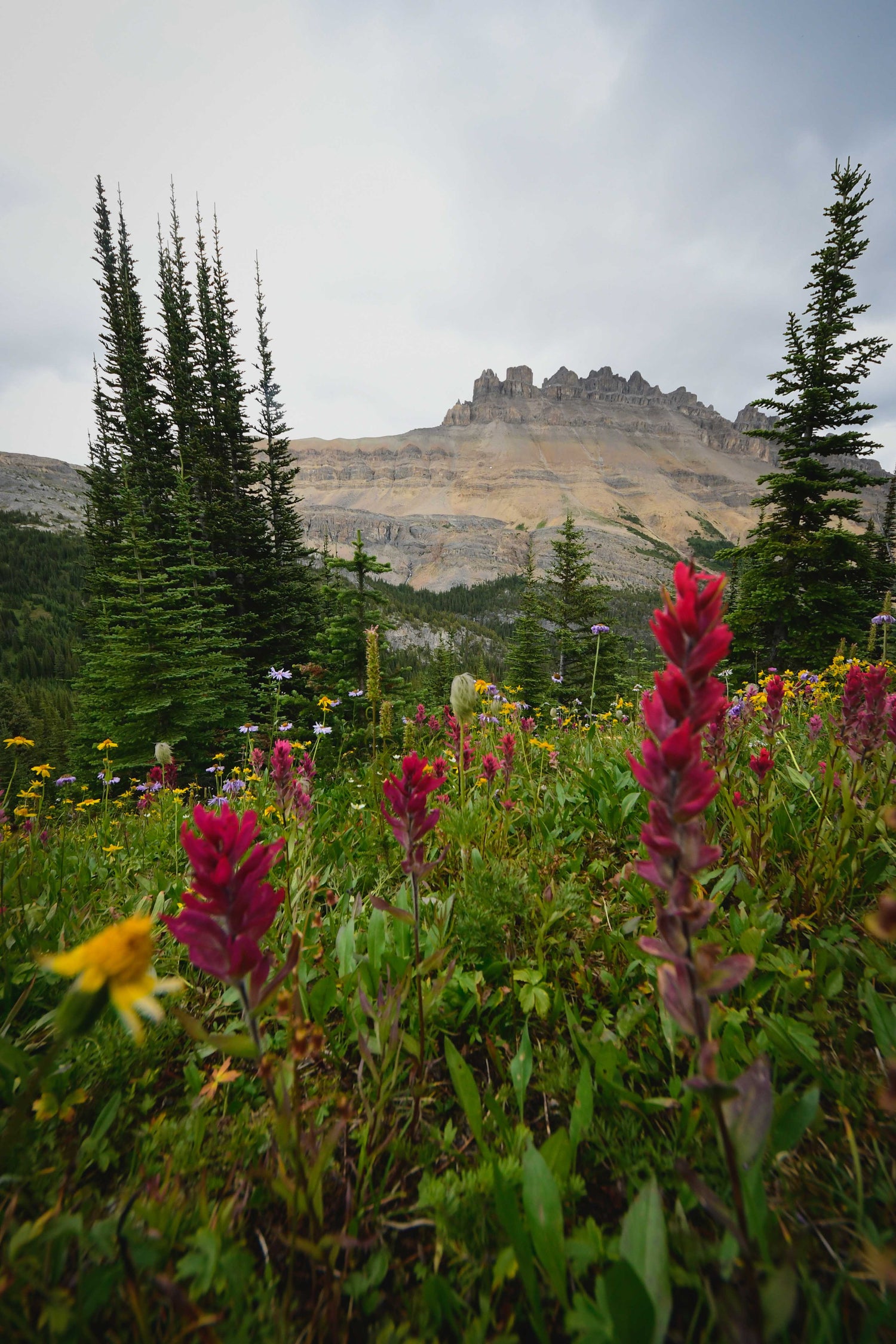 Beautiful nature photography taken while using a Cotton Camera Carrying Systems harness - aka Cotton Carrier