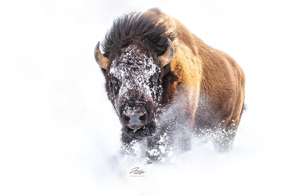 Photo of a snowy buffalo taken by Jason Loftus